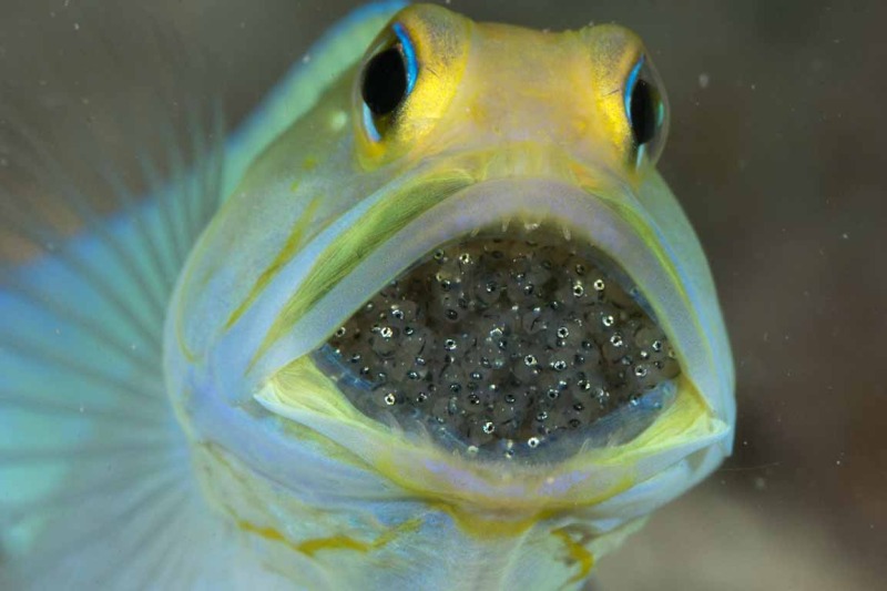 8 animal species with strong parental bonds The Vegan Society